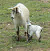 baby-goat-3.jpg (91693 bytes)