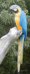 parrot-2.jpg (231208 bytes)