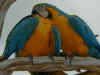 parrot-3.jpg (217325 bytes)