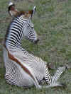zebra-2.jpg (292280 bytes)