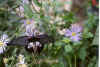 black butterfly.jpg (45678 bytes)
