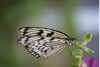 white butterfly.jpg (30414 bytes)